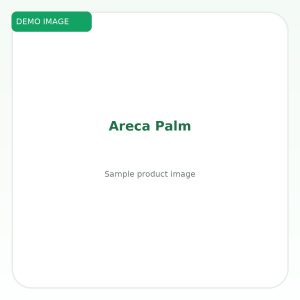 ปาล์มหมาก (Areca Palm)