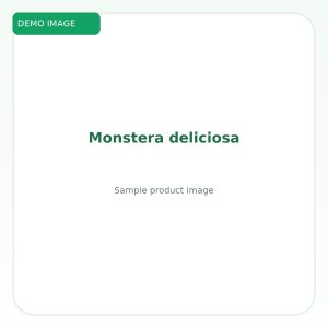 มอนสเตรา (Monstera deliciosa)