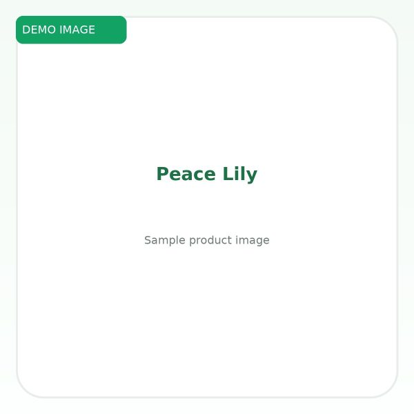 เดหลี (Peace Lily) - Image 2