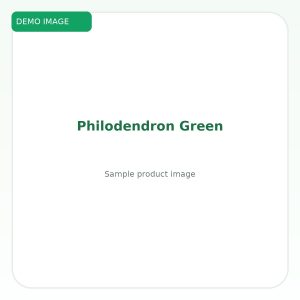 ฟิโลเดนดรอนเขียว (Philodendron Green)