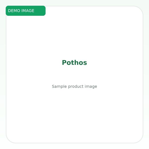 โปธอส (Pothos) - Image 2