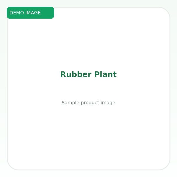 ยางอินเดีย (Rubber Plant)