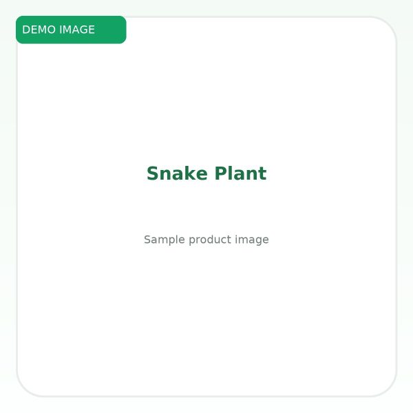 ลิ้นมังกร (Snake Plant) - Image 2
